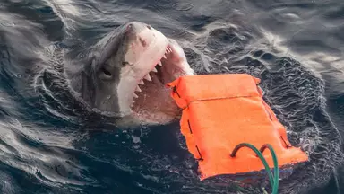 Boy, 13, dies after being mauled by shark at popular tourist beach destination