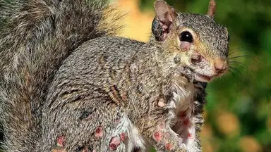 Experts issued warning after infected ‘zombie’ squirrels covered in warts spotted in US